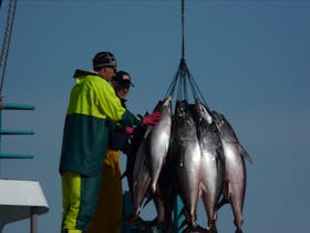 Tuna harvest happens around August