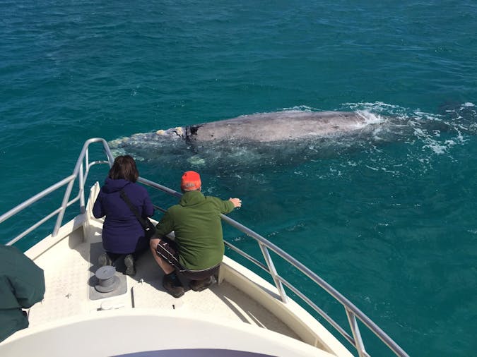 Whale Watching Tours