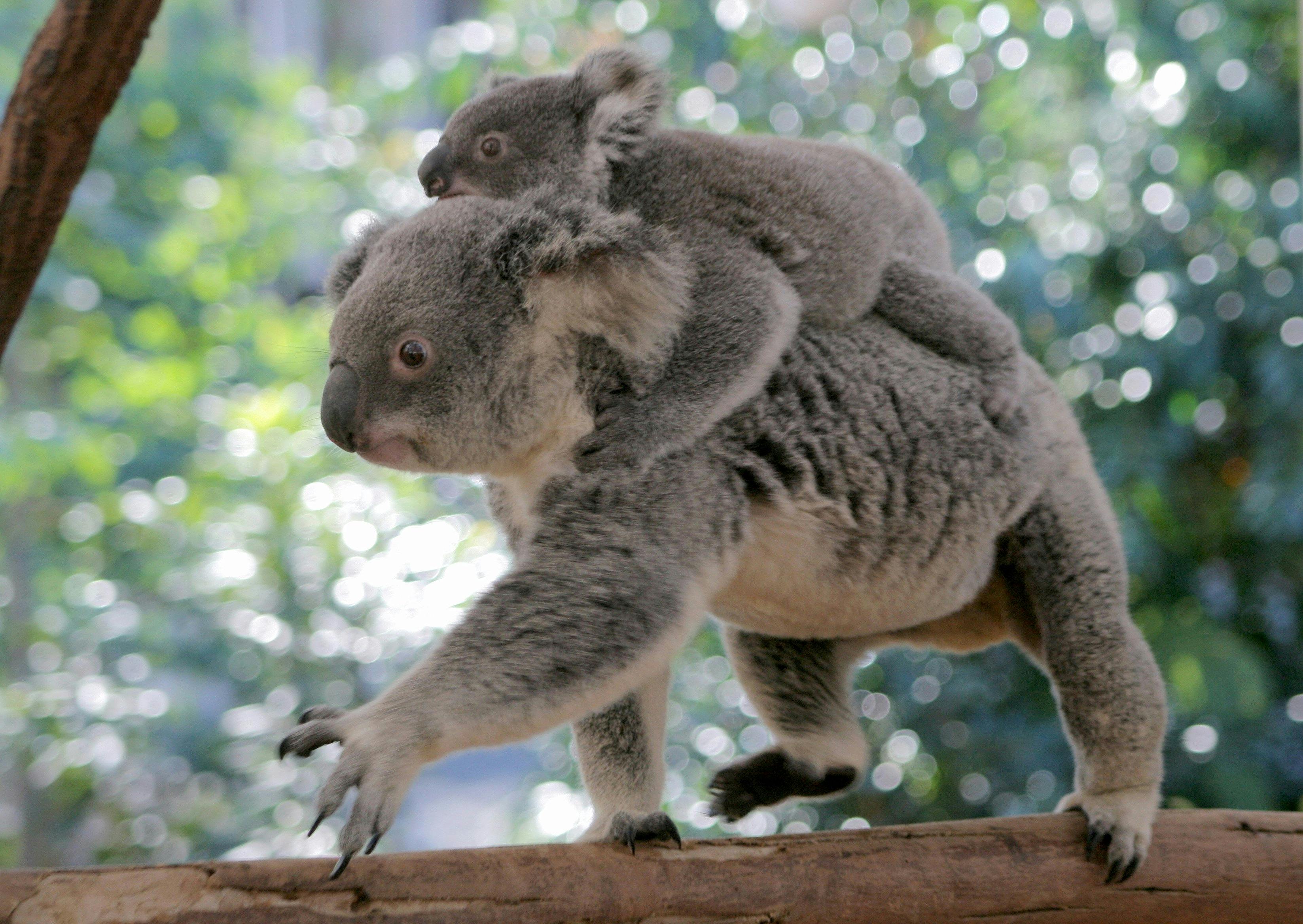Koalas at Lone Pine