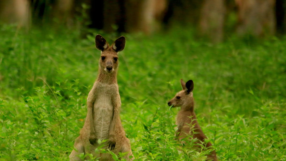 Eastern grey kangaroo