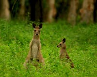 Eastern grey kangaroo