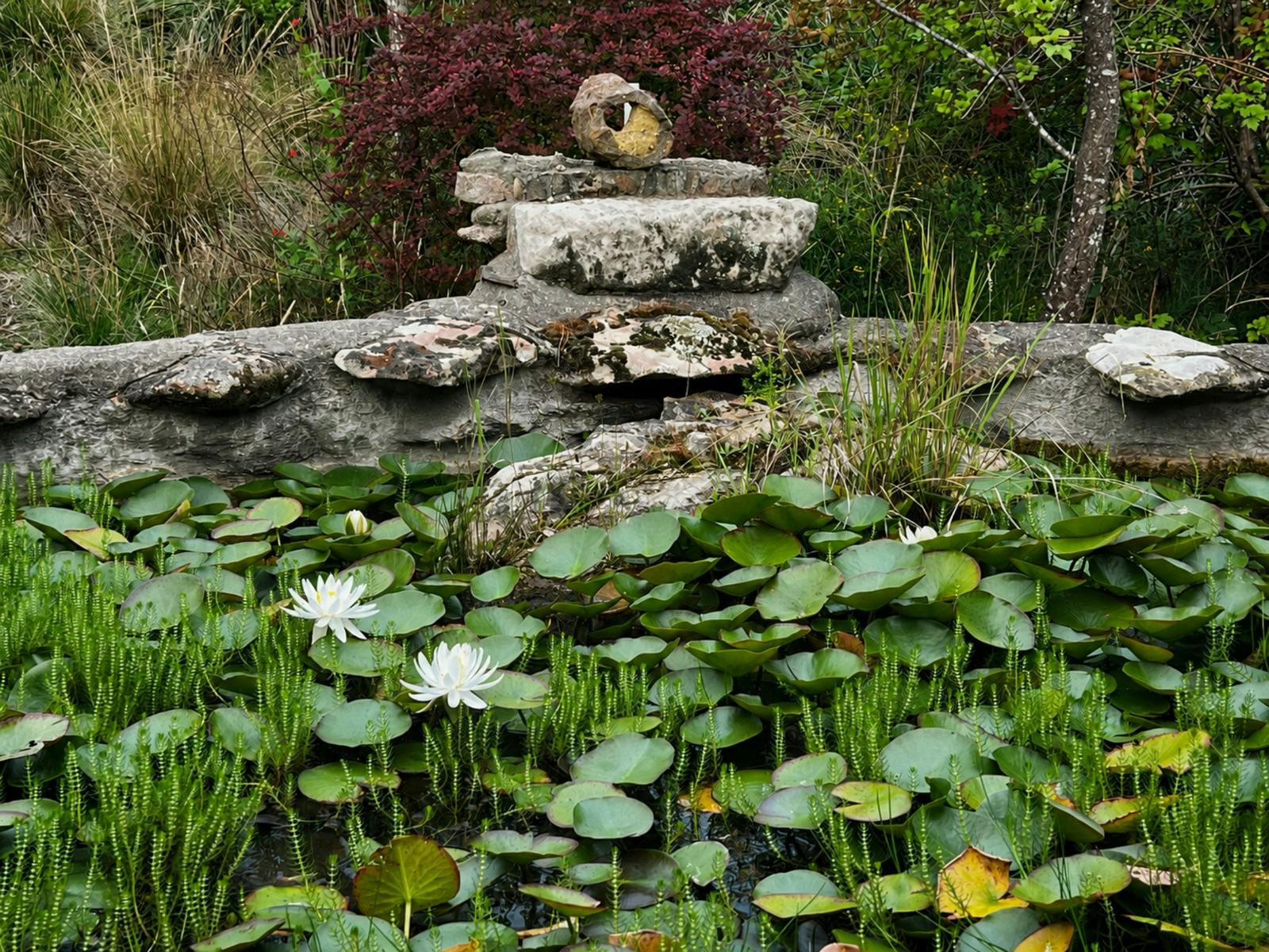 ily pond with white waterlilies, green lily pads and a stone garden feature surrounded by gardens