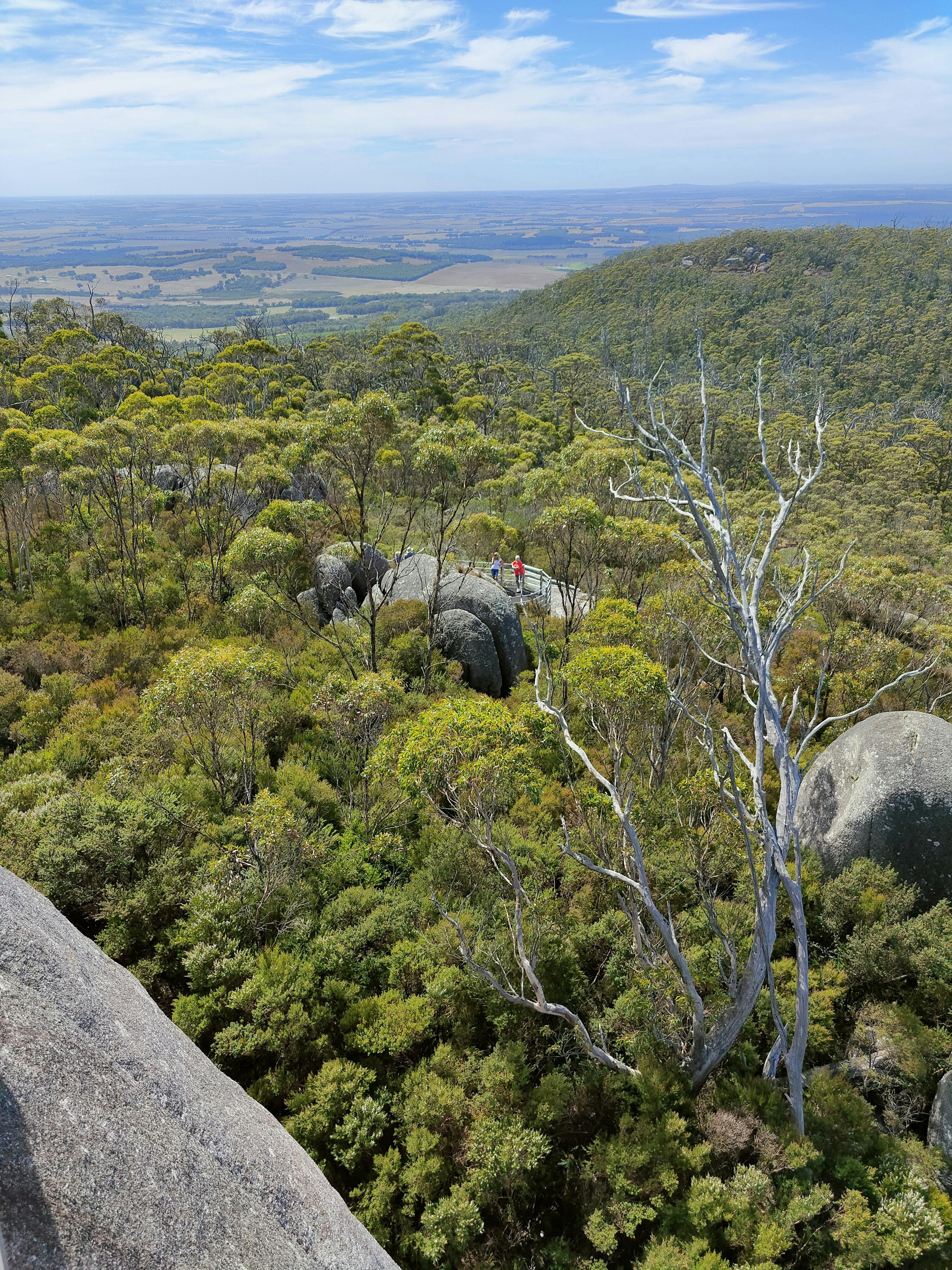 elevated view down to tree tops in Australian  bushland