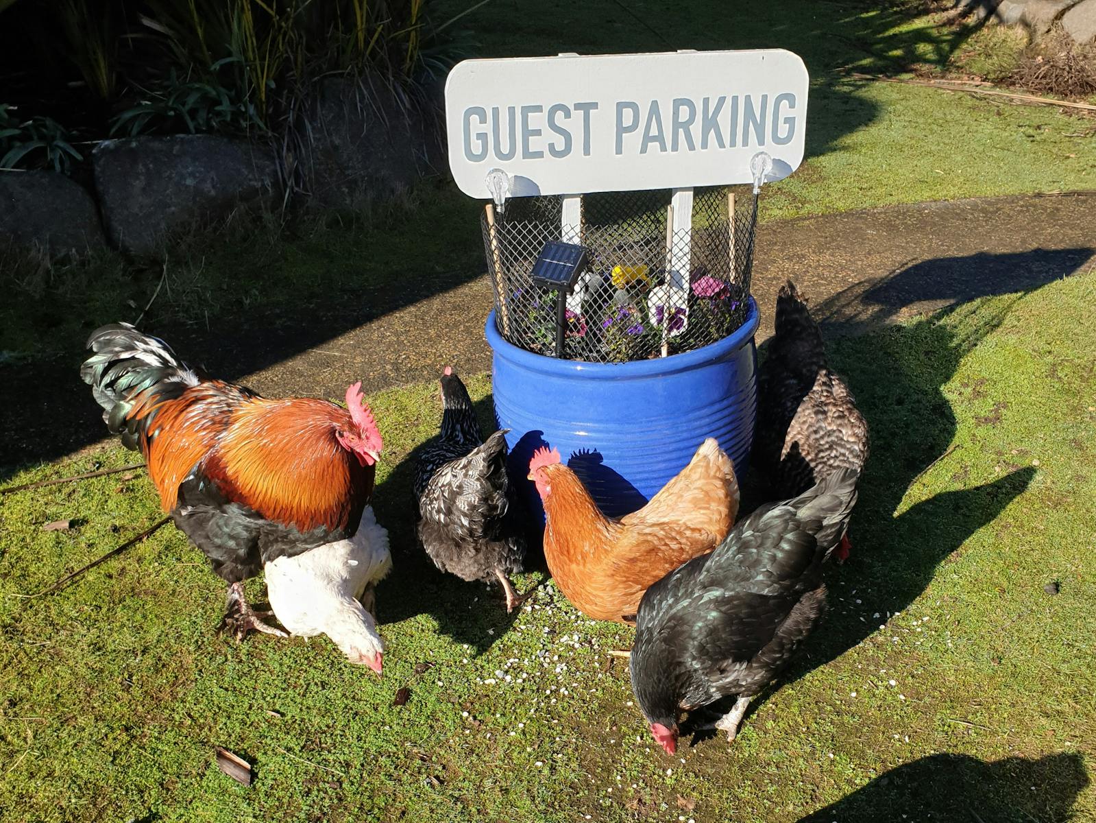 Huon Belle Homestead's chickens around the Guest Parking sign