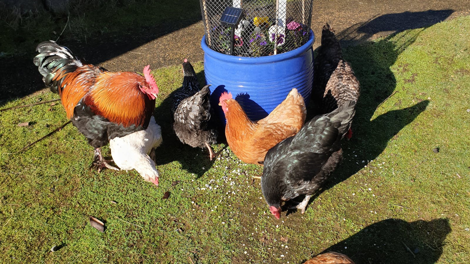 Huon Belle Homestead Chickens