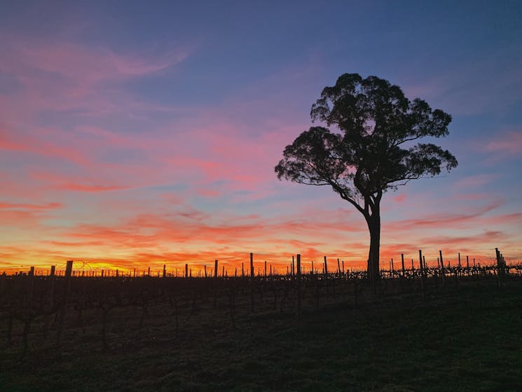 Sunset at Koomooloo