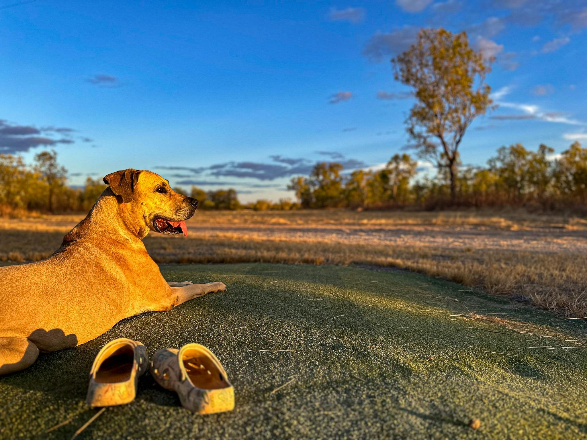 Savannah golf, handicap, outback, queensland, dog friendly, 9-hole golf course
