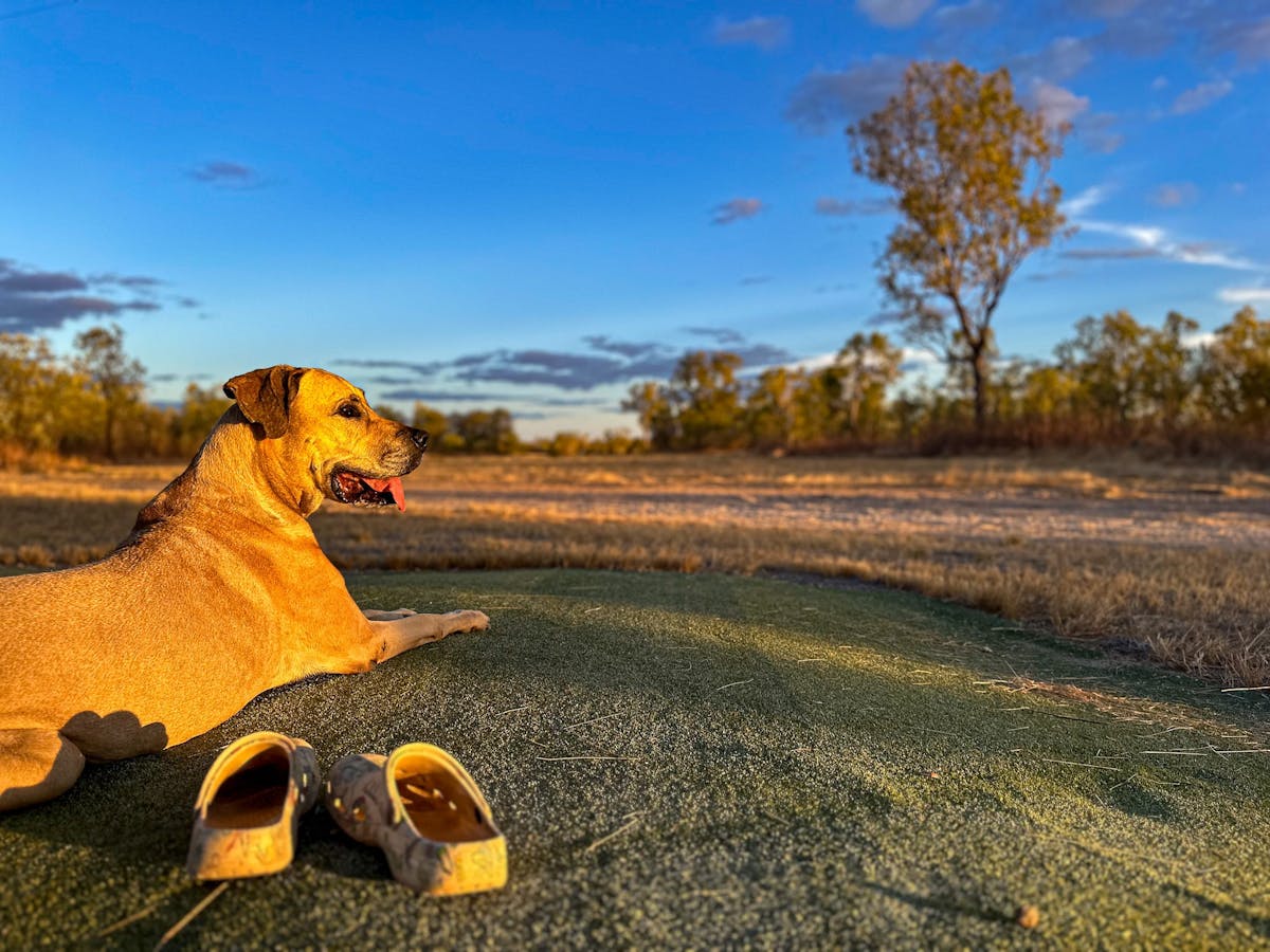 Savannah golf, handicap, outback, queensland, dog friendly, 9-hole golf course