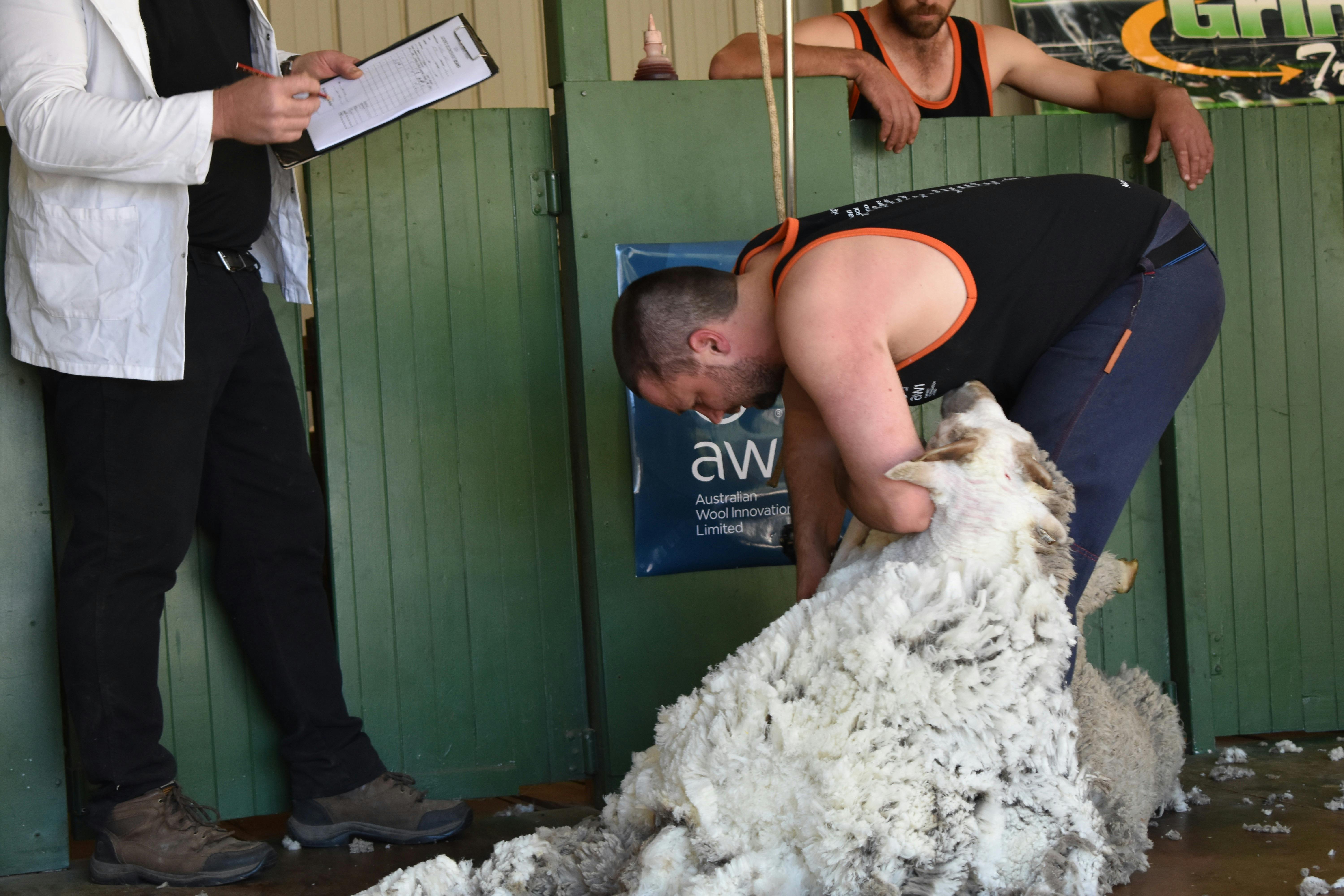 Shearer in action at Omeo