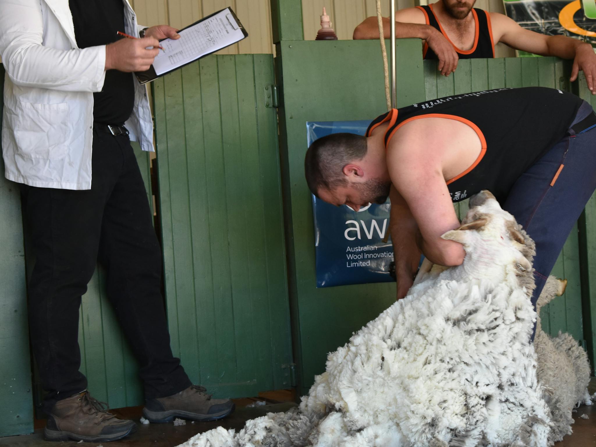 Shearer in action at Omeo