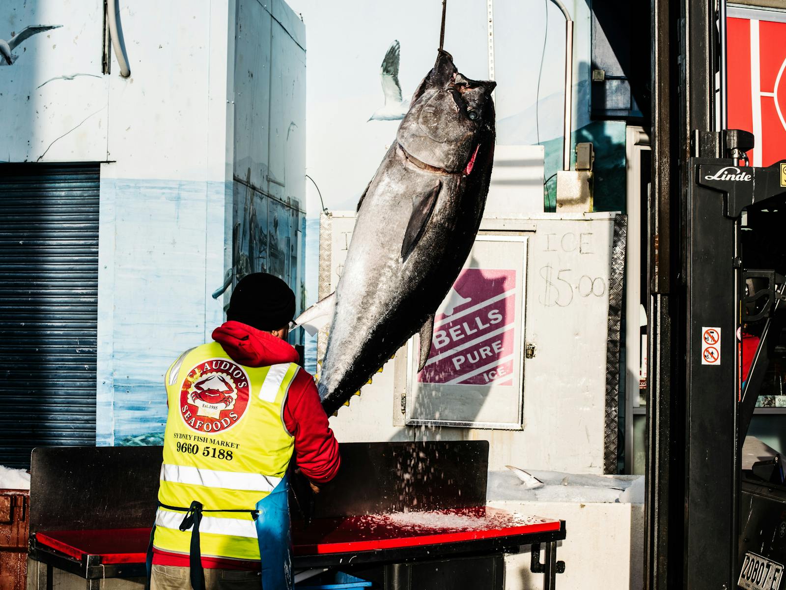 Southern bluefin tuna hanging from forklift
