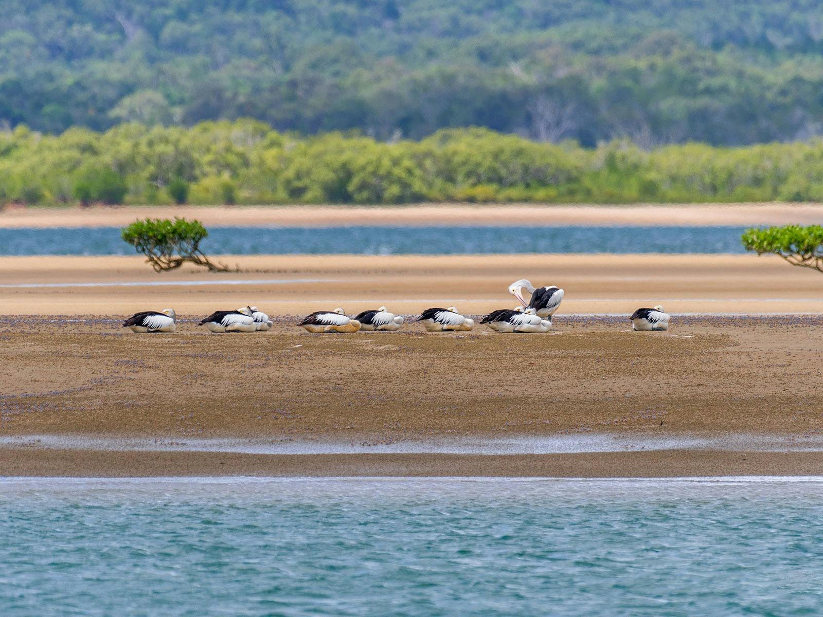 birds great sandy strait