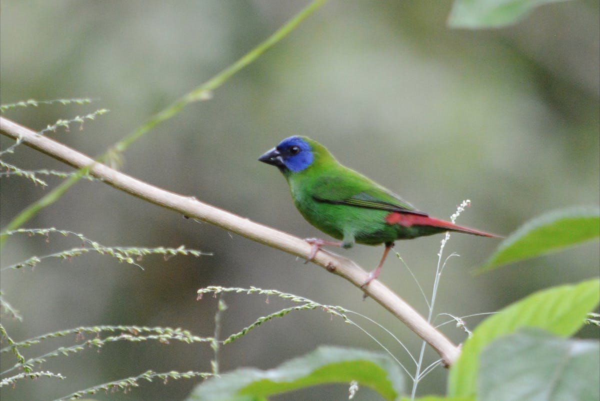 Bird-watching in Julatten