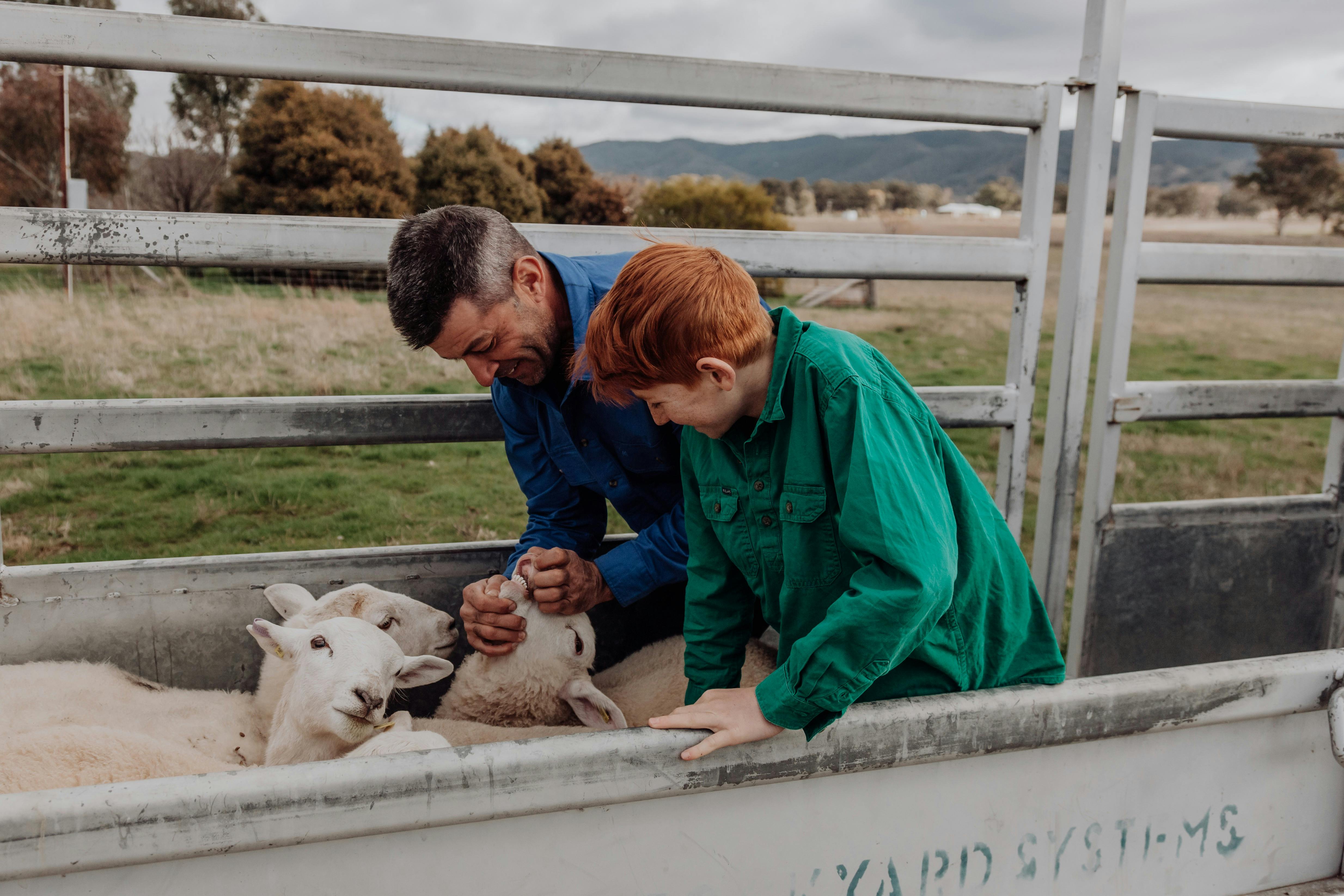 Sheep and Man and Child