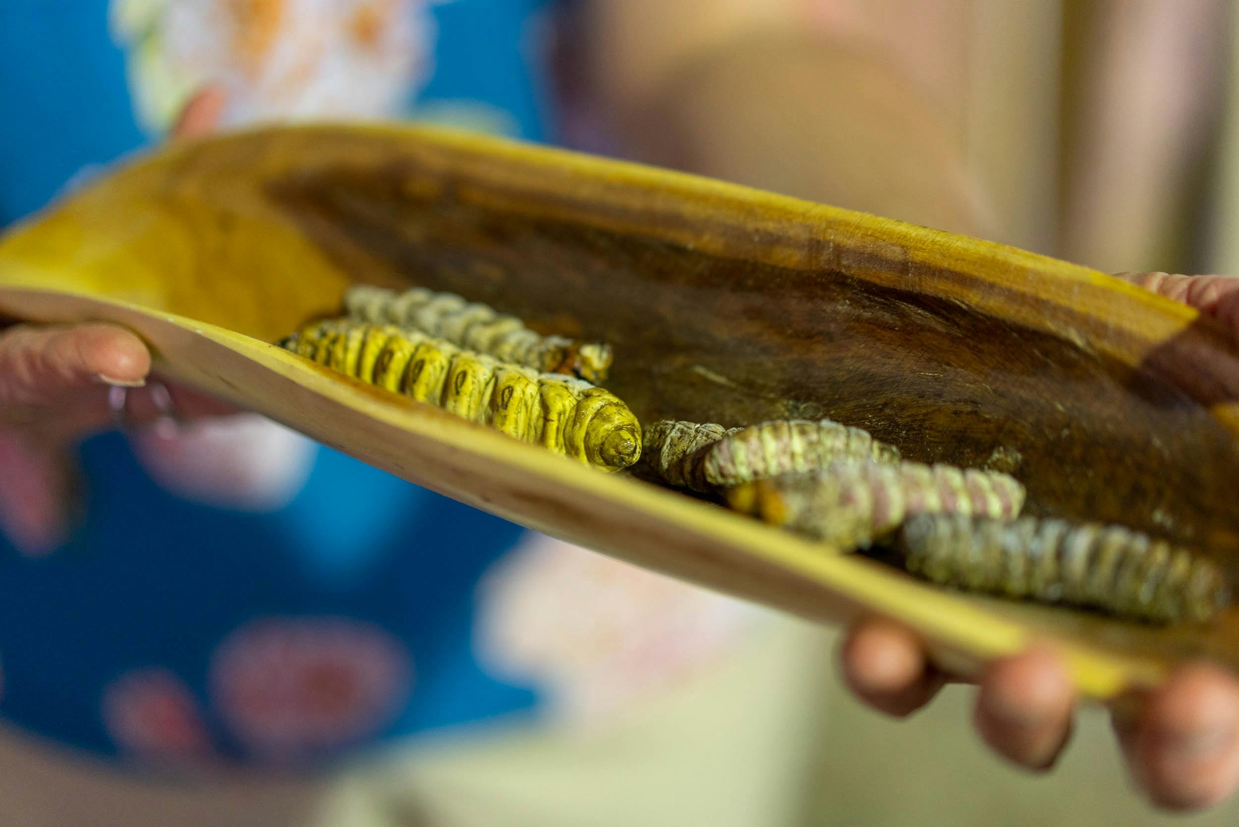 Witchetty grubs presented in a coolamon