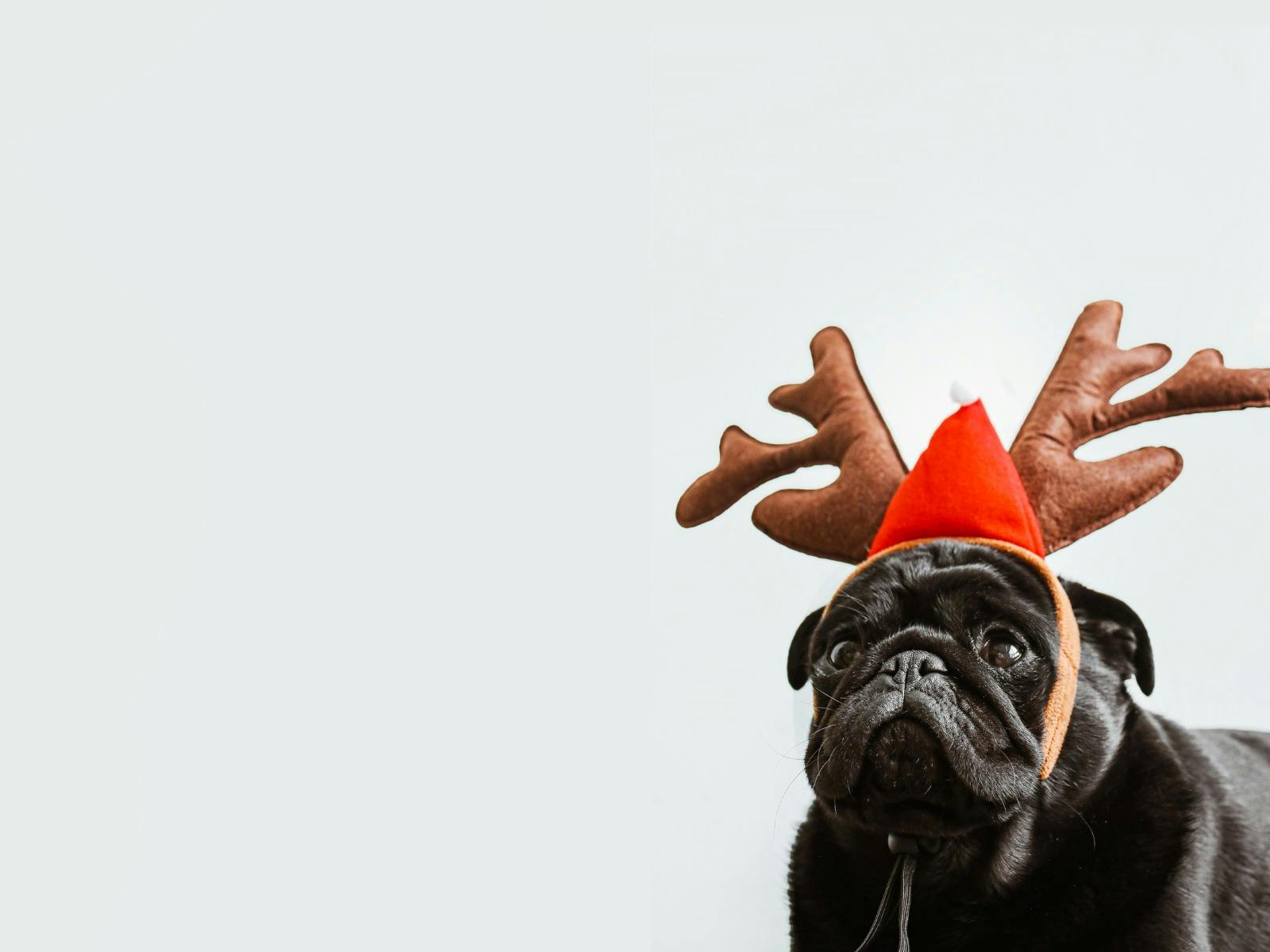 Cheeky Dog