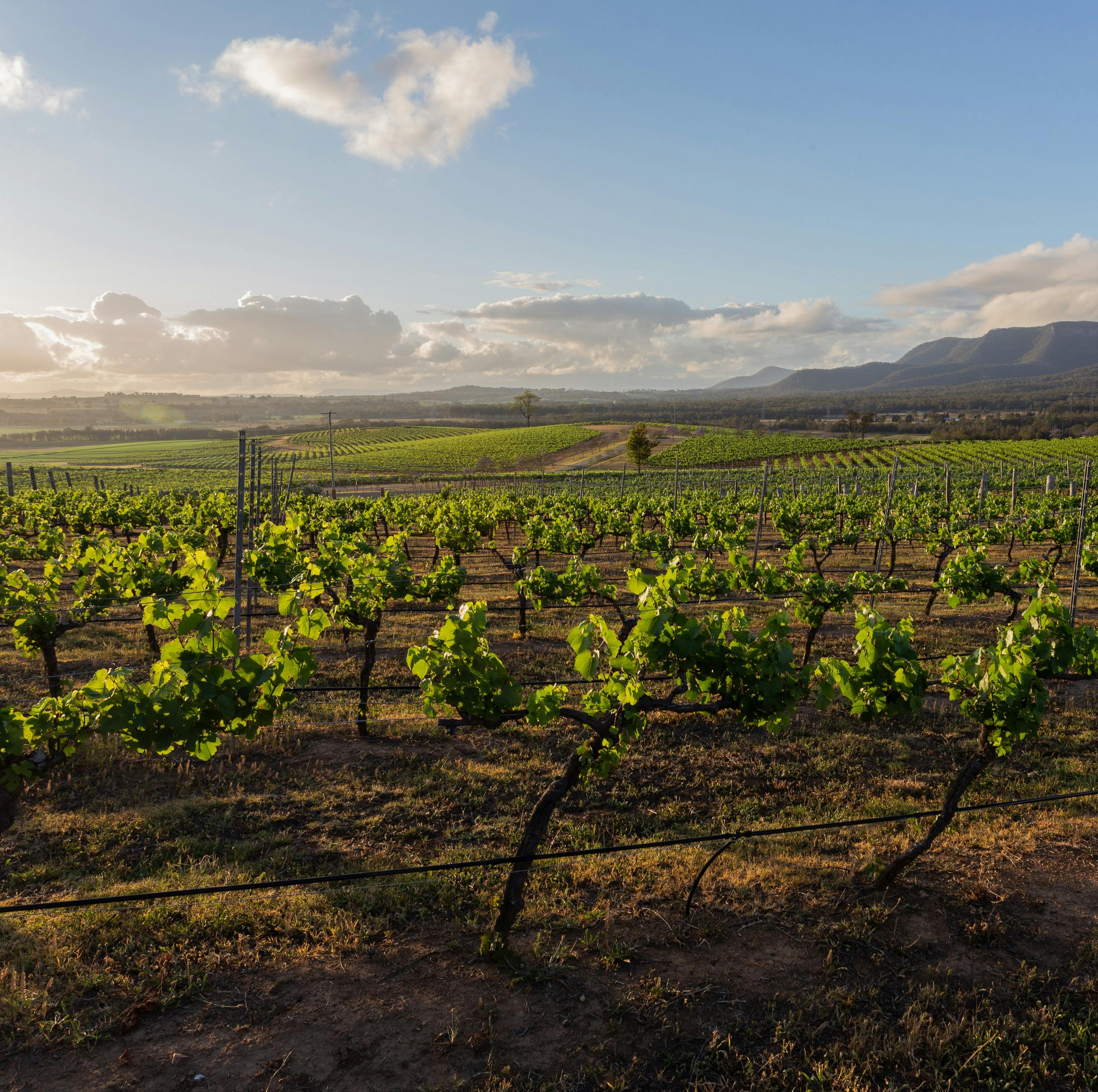 Gorgeous views of the vineyards