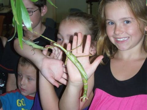 Young girl smiling and holding a stick insect on her hand