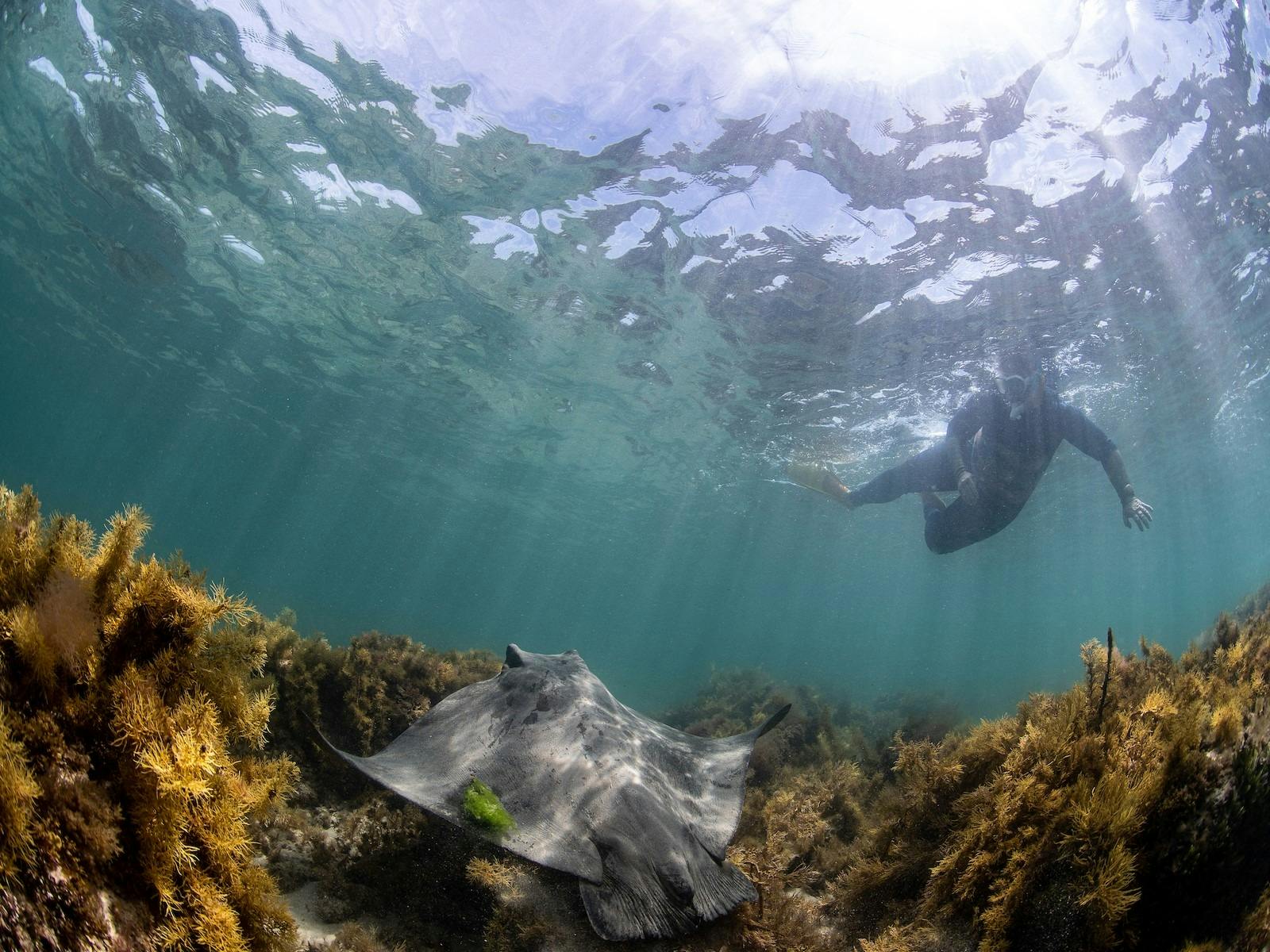 a person snorkelling whilst looking at a stingray