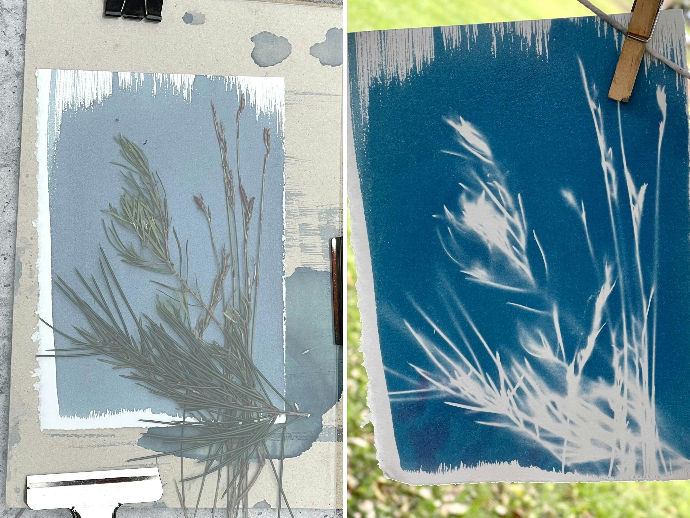 Two photographs showing botanical materials arranged on cyanotype paper before exposure and the fini