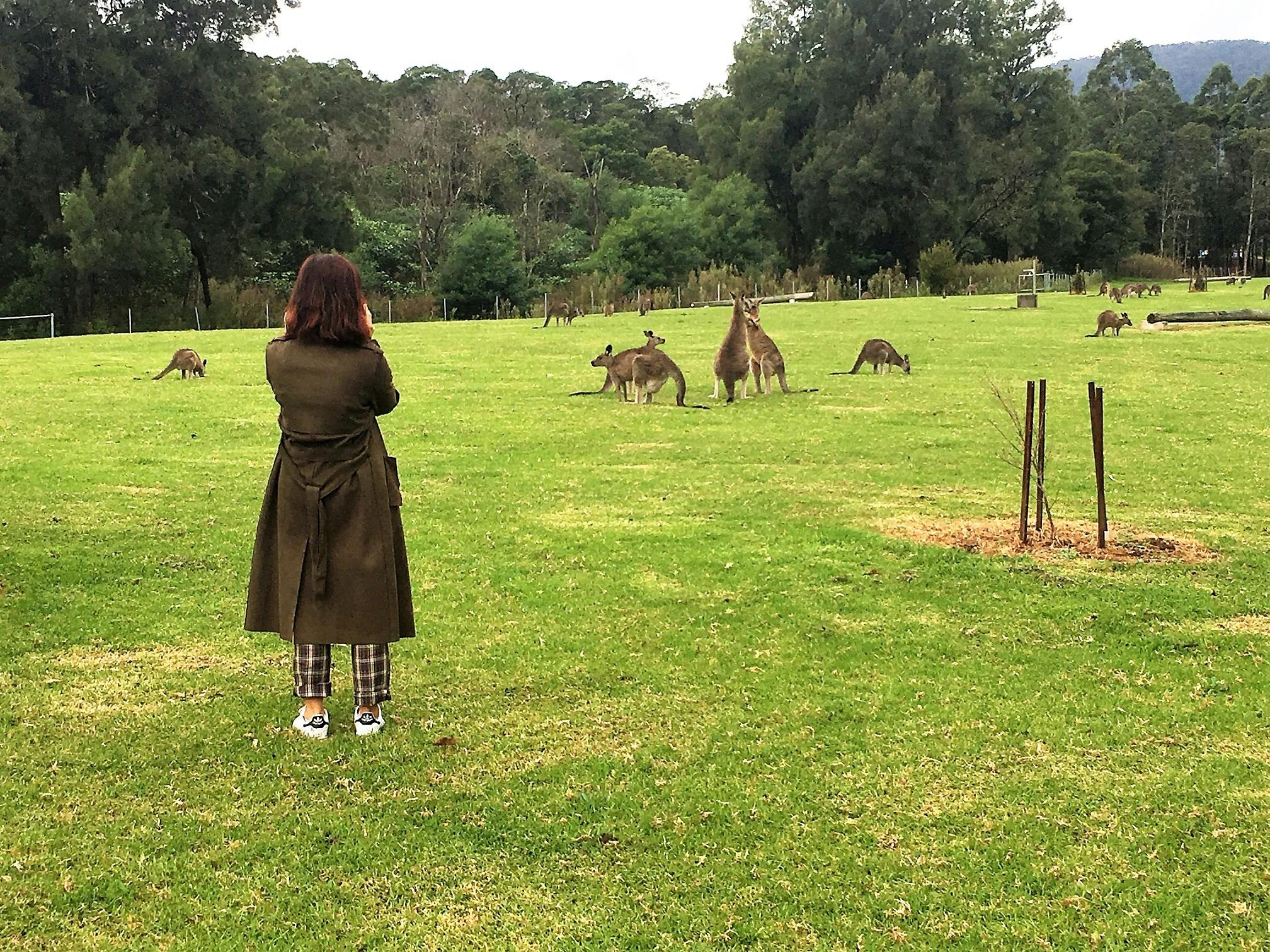 Wild kangaroos Sydney