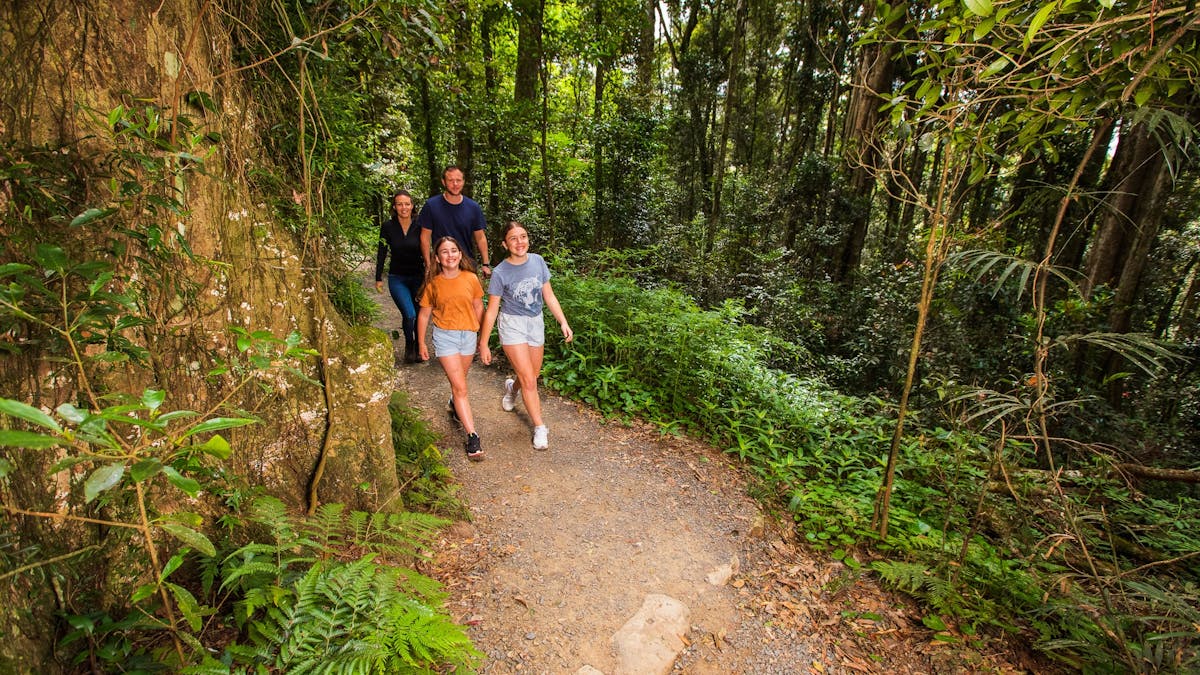 Family bushwalking in Lamington National Park