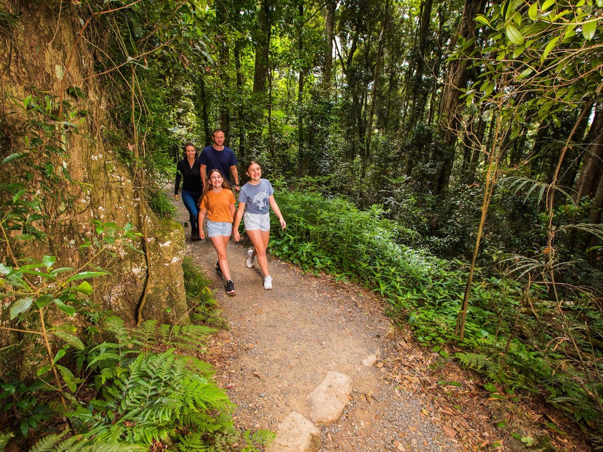Family bushwalking in Lamington National Park