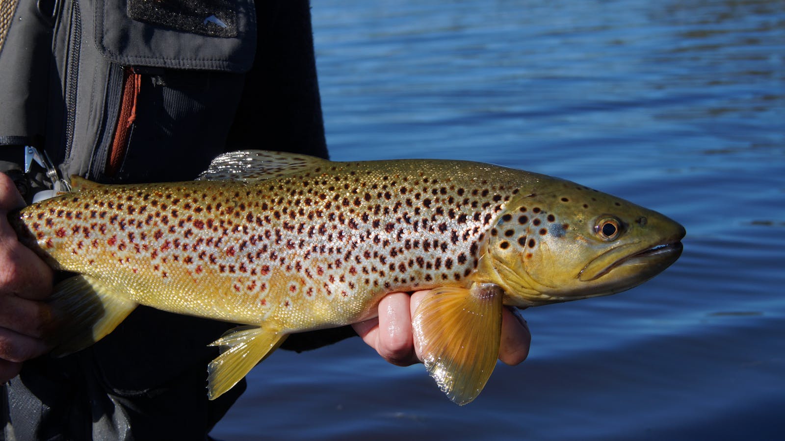 Wild Tasmanian brown trout