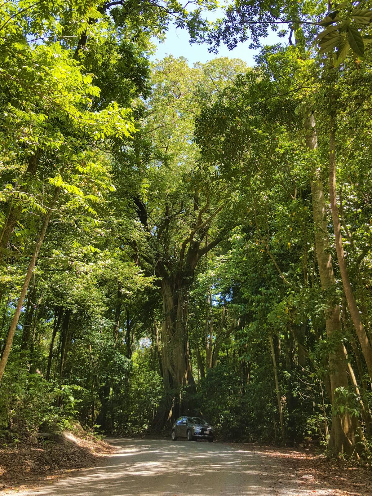 A car parked at the base of a huge rainforest tree near Cape Tribulation in the Daintree Rainforest.