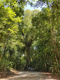 A car parked at the base of a huge rainforest tree near Cape Tribulation in the Daintree Rainforest.