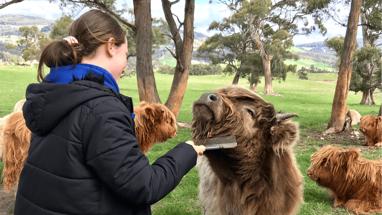 Brush a Highland calf
