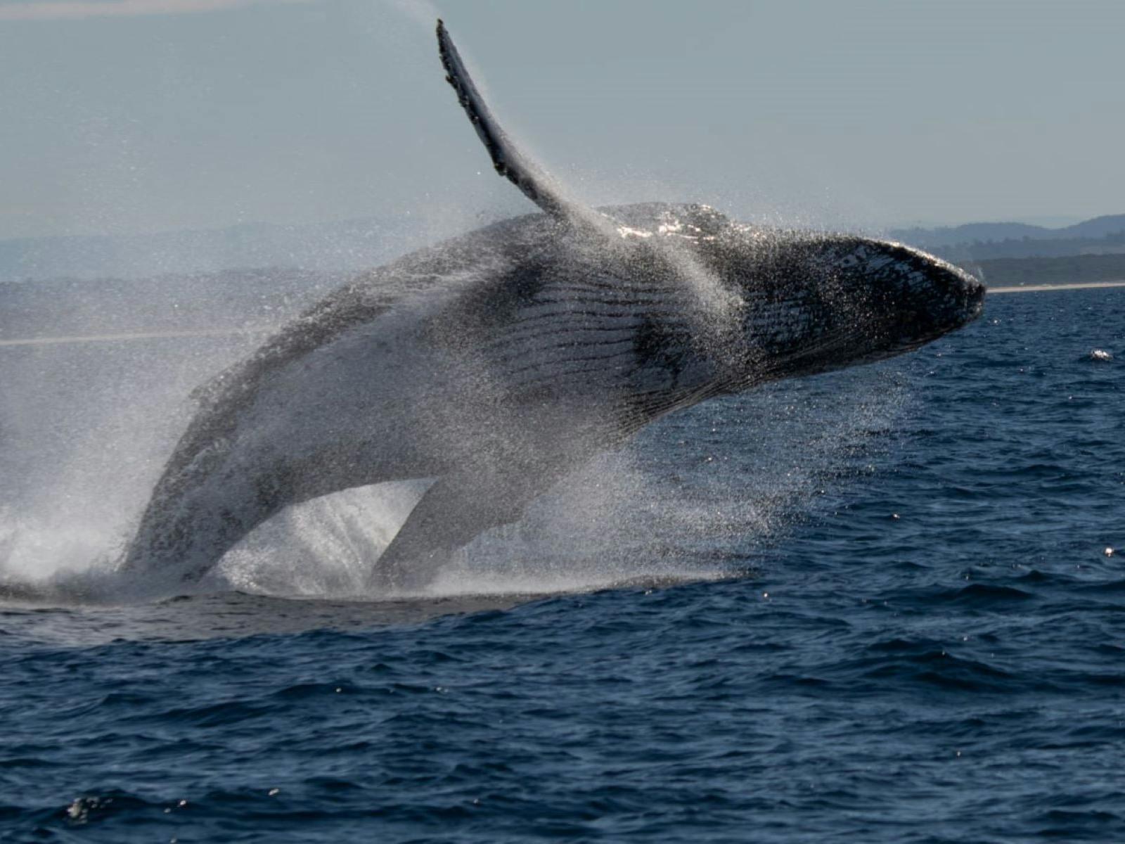 whale jumping