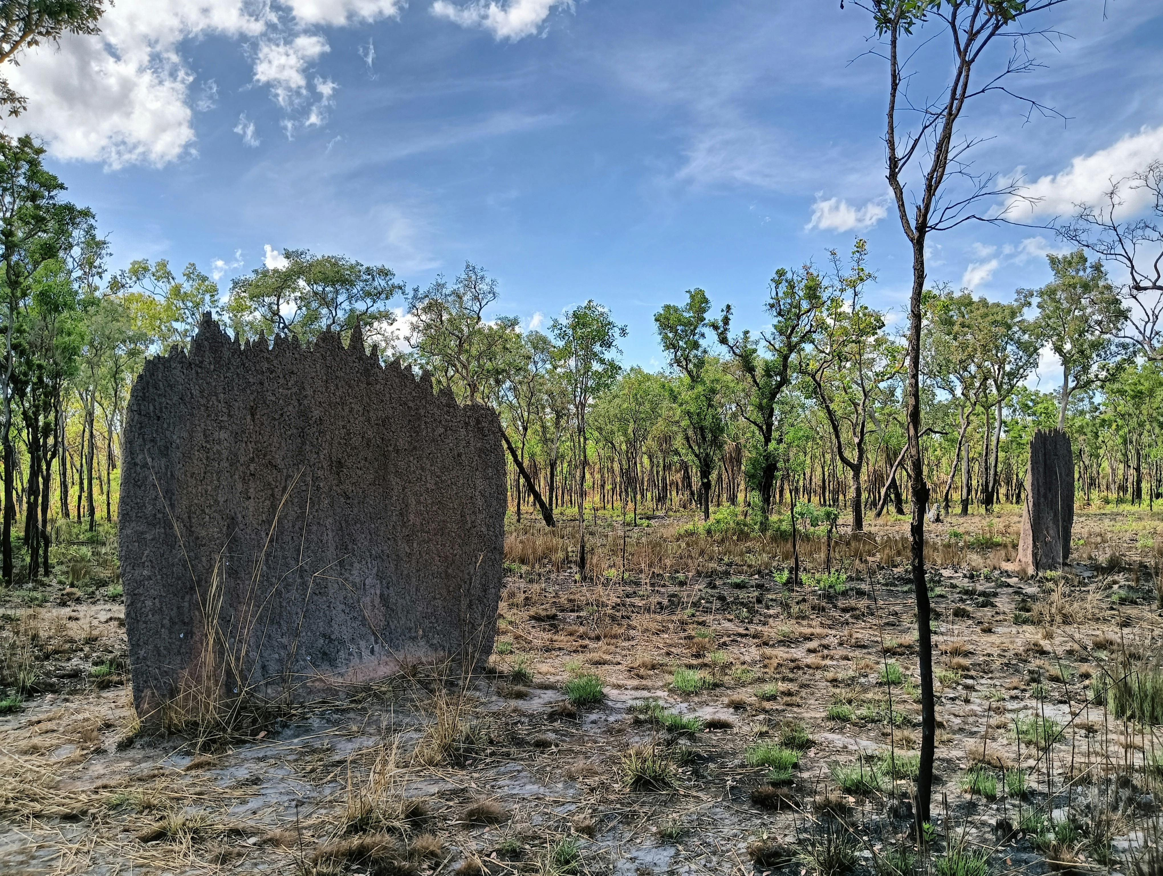 Termite Mounds