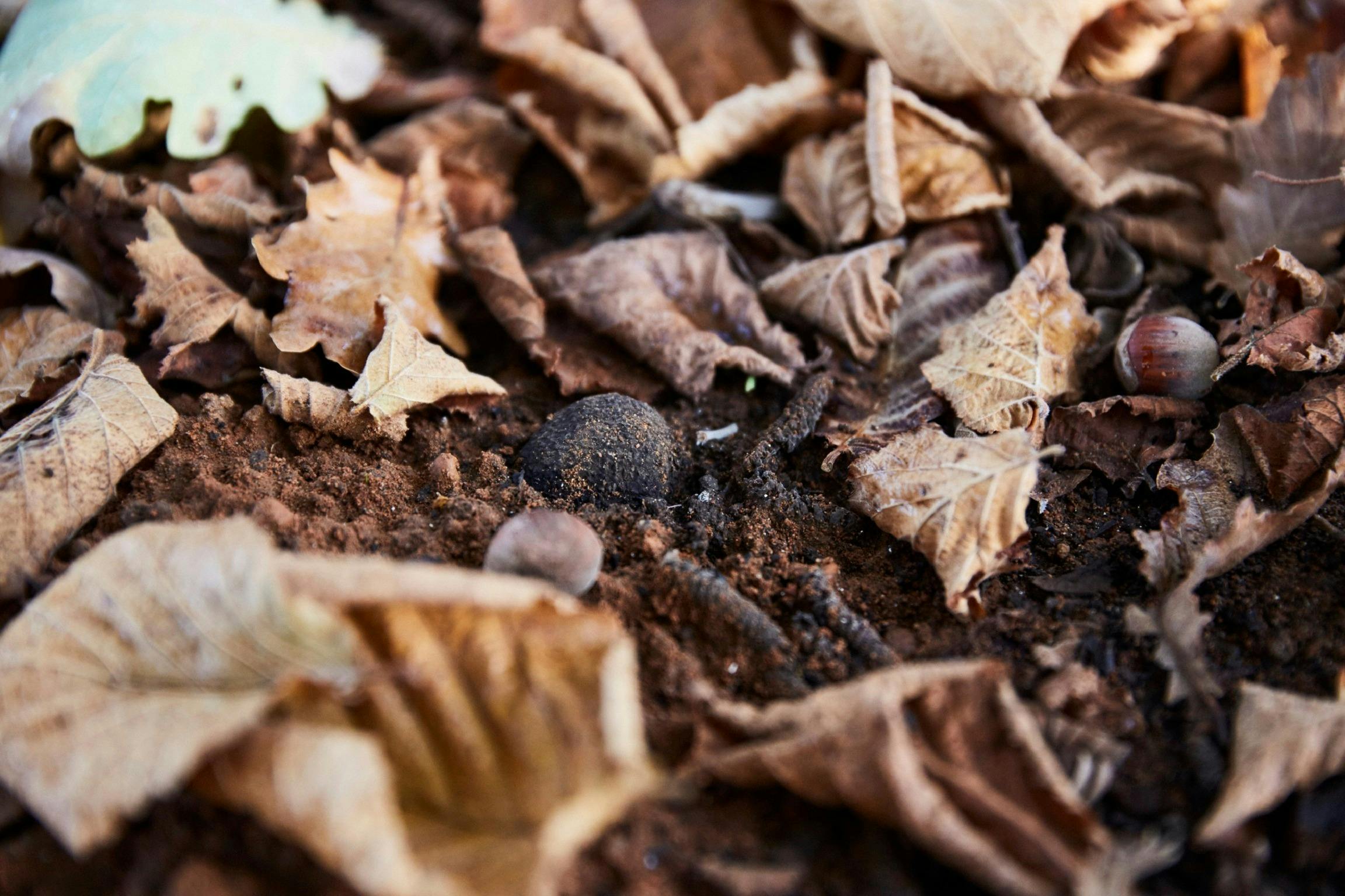 Manjimup truffles, Manjimup, Western Australia