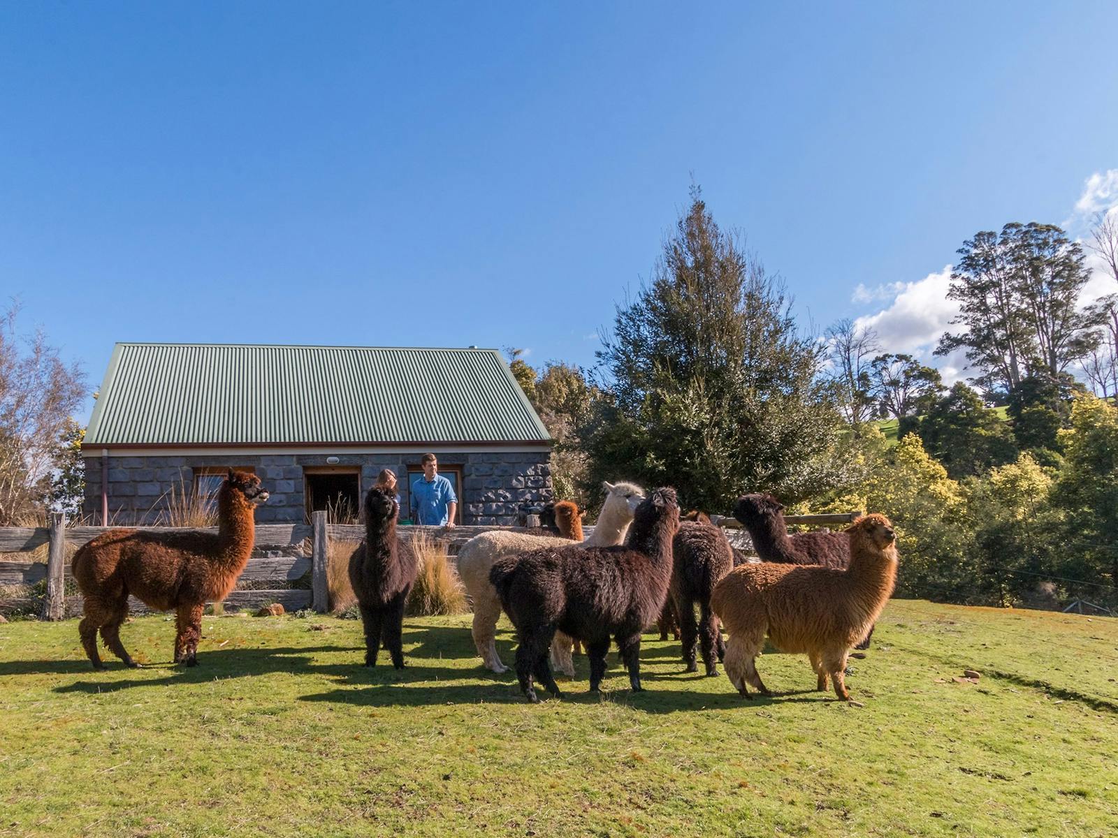 Guests outside a cottage viewing a herd of alpcas