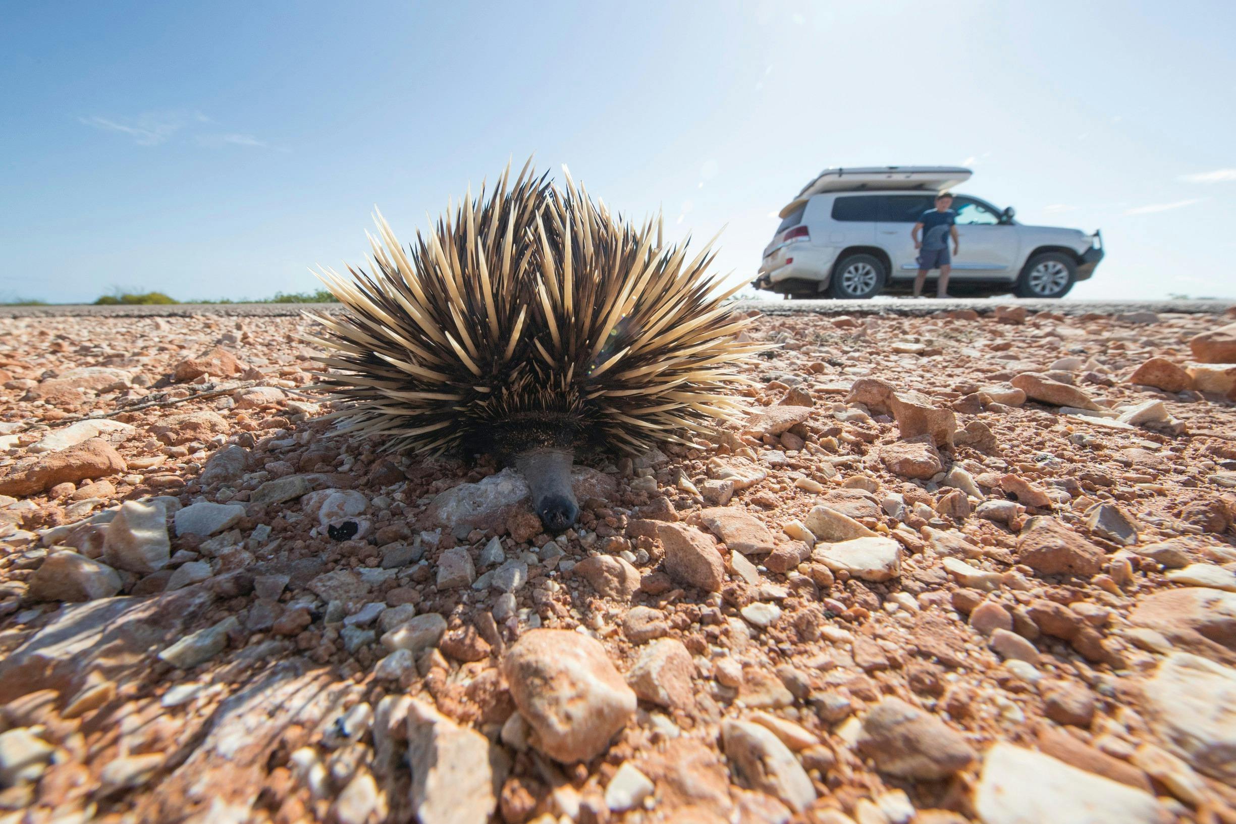 Coral Coast Wildlife, Cape Range National Park, Western Australia