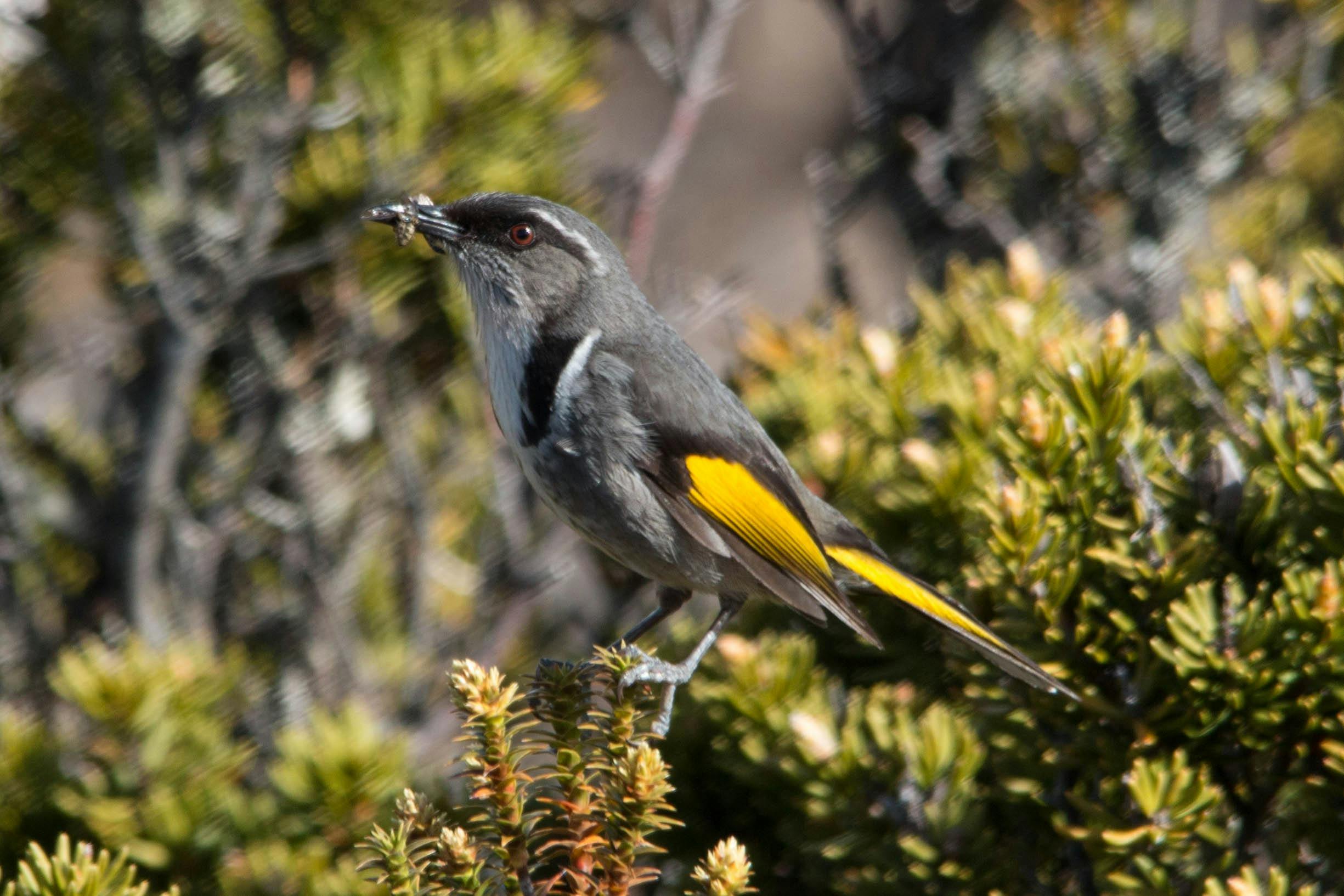 Crescent Honeyeater