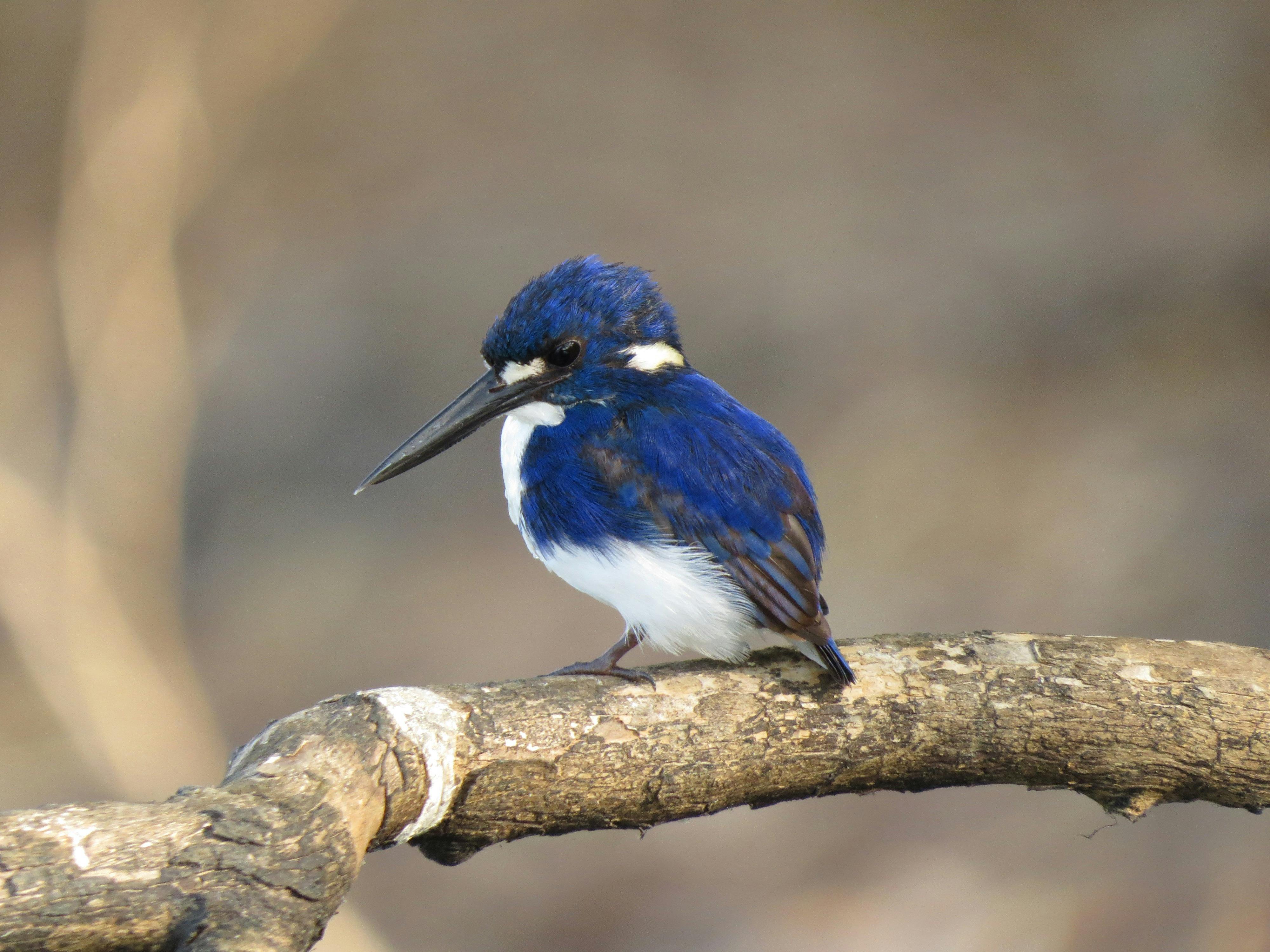 Australian Bird photography tours with luke Paterson NT Bird Specialists tours