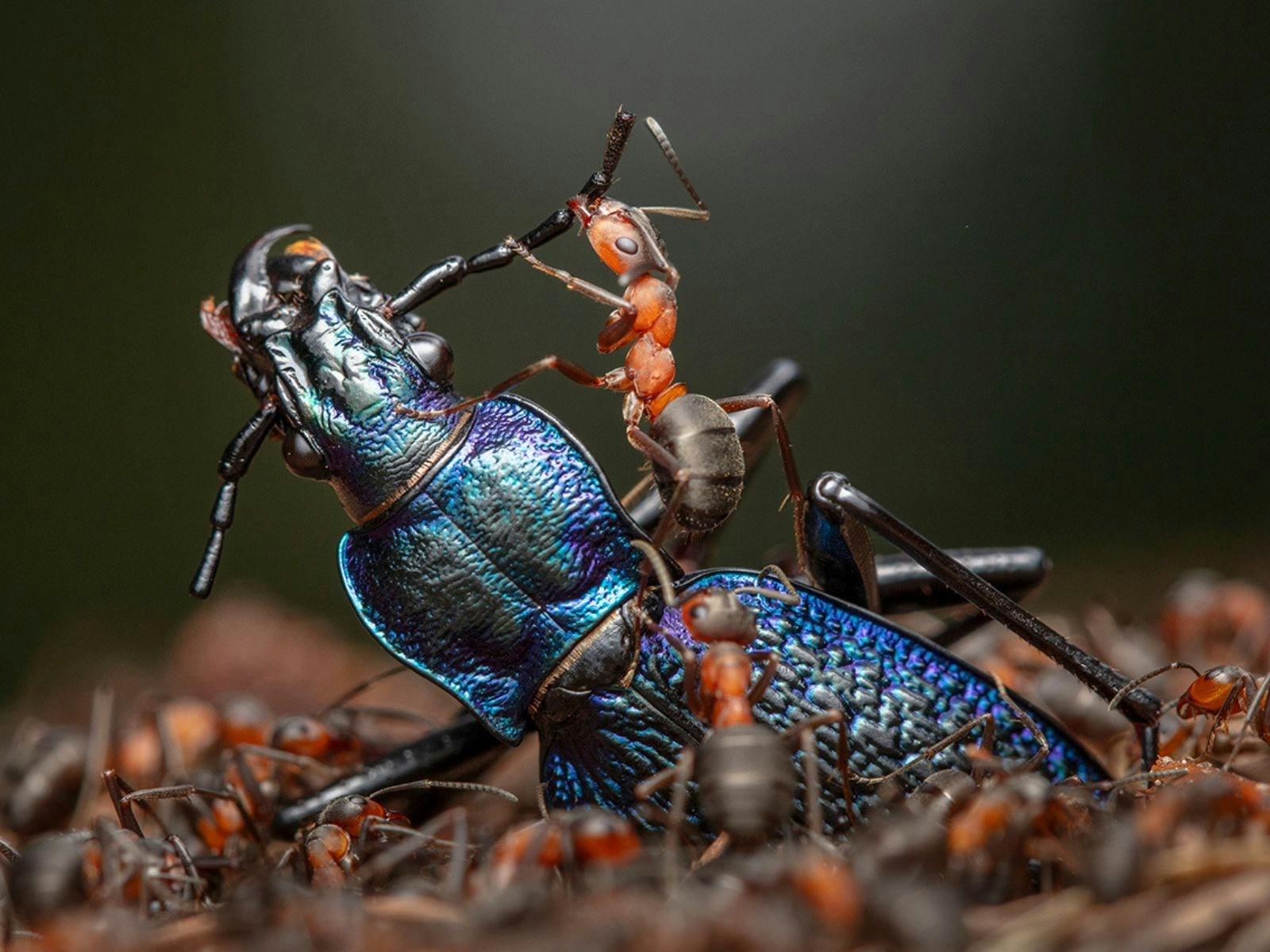 Wildlife Photographer of the Year