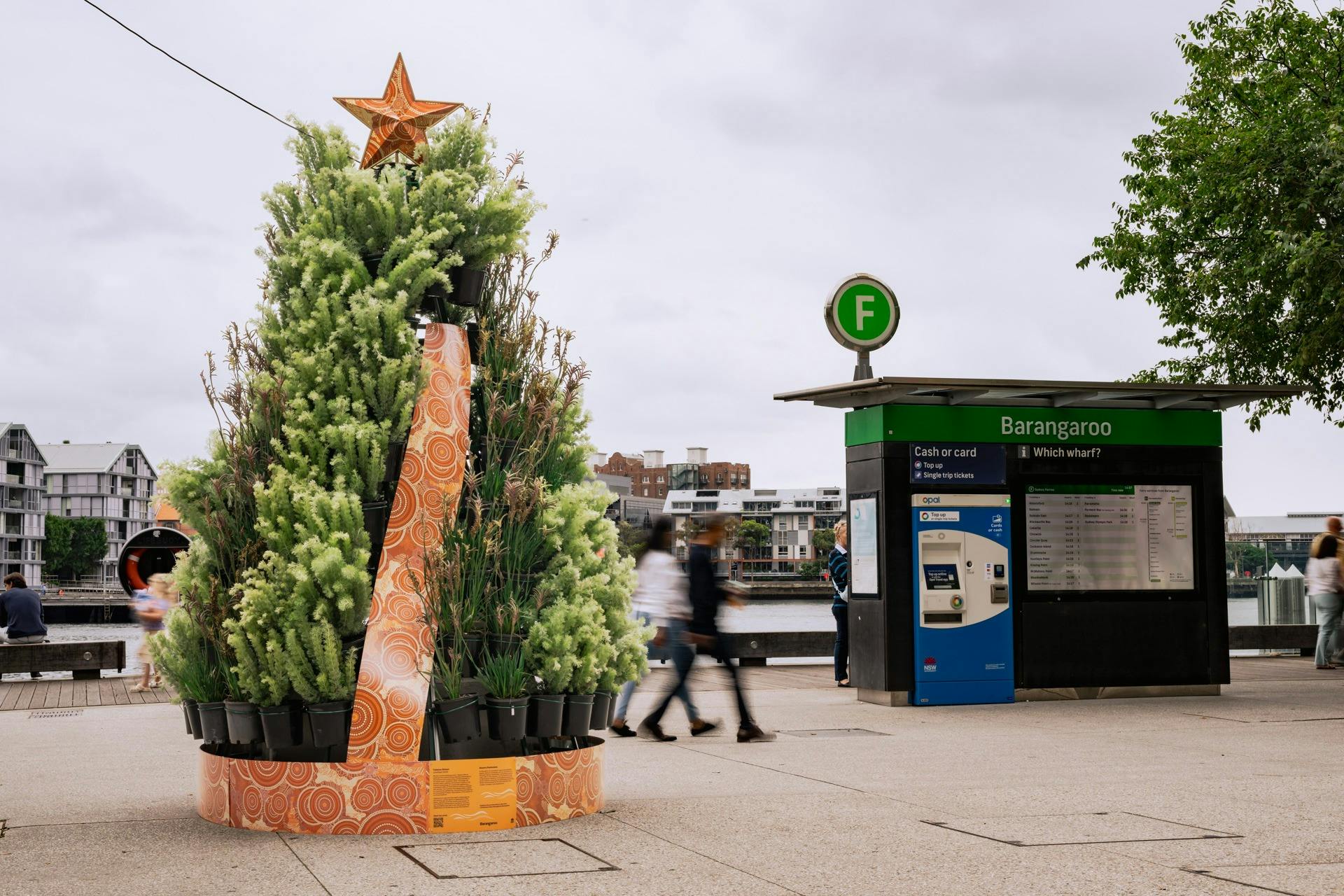 Barangaroo’s Native Living Christmas Trees