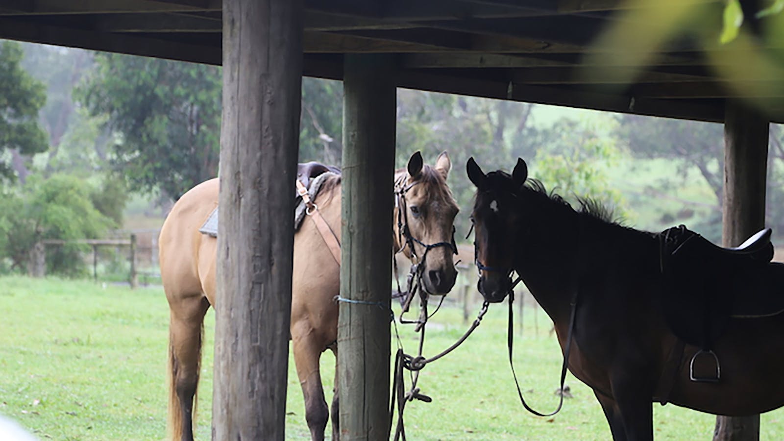 Chum Creek Horse Riding and Huts