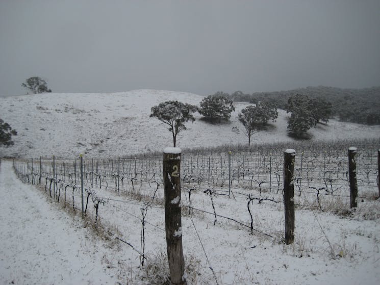 vines in winter