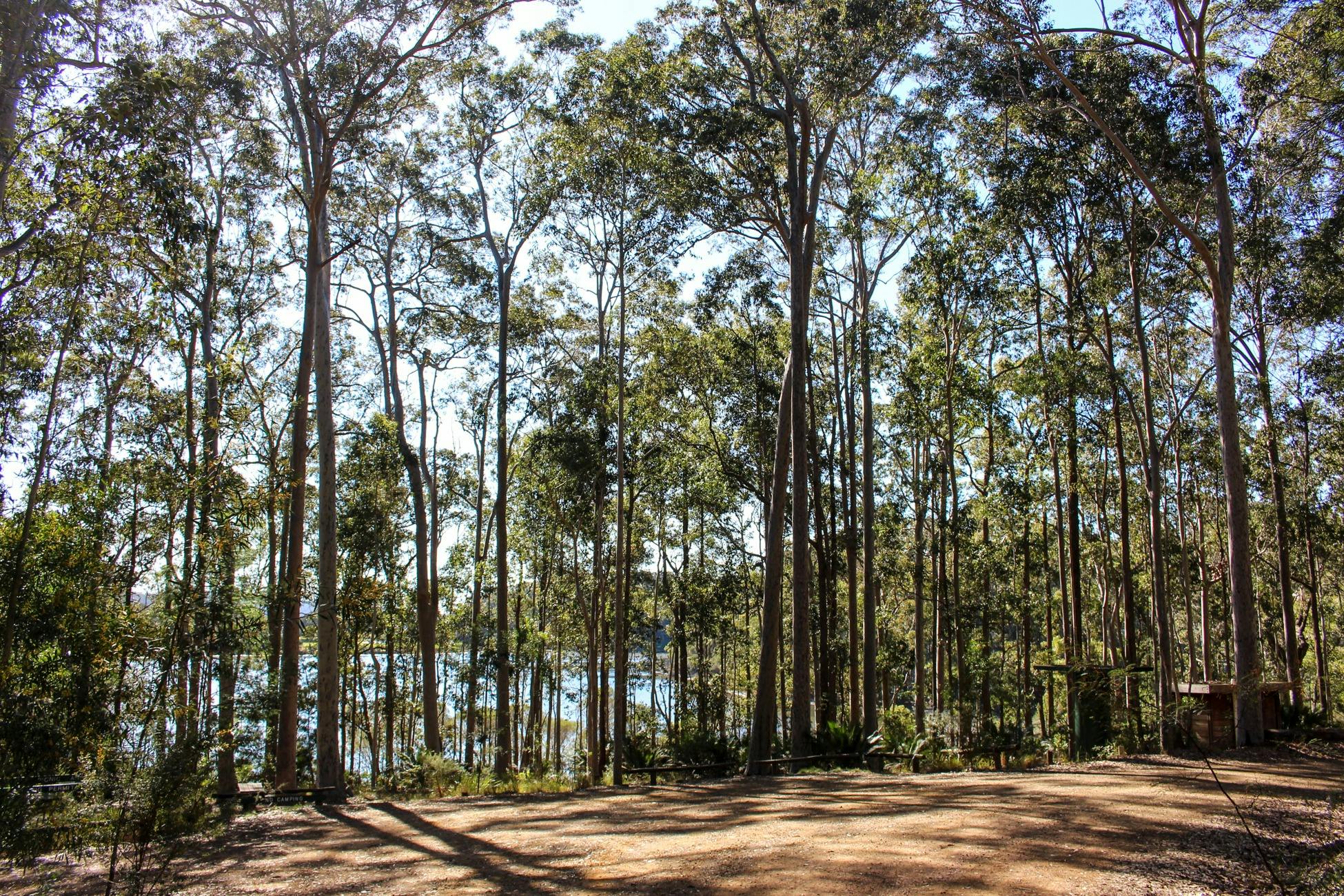 Bermagui Picnic Area