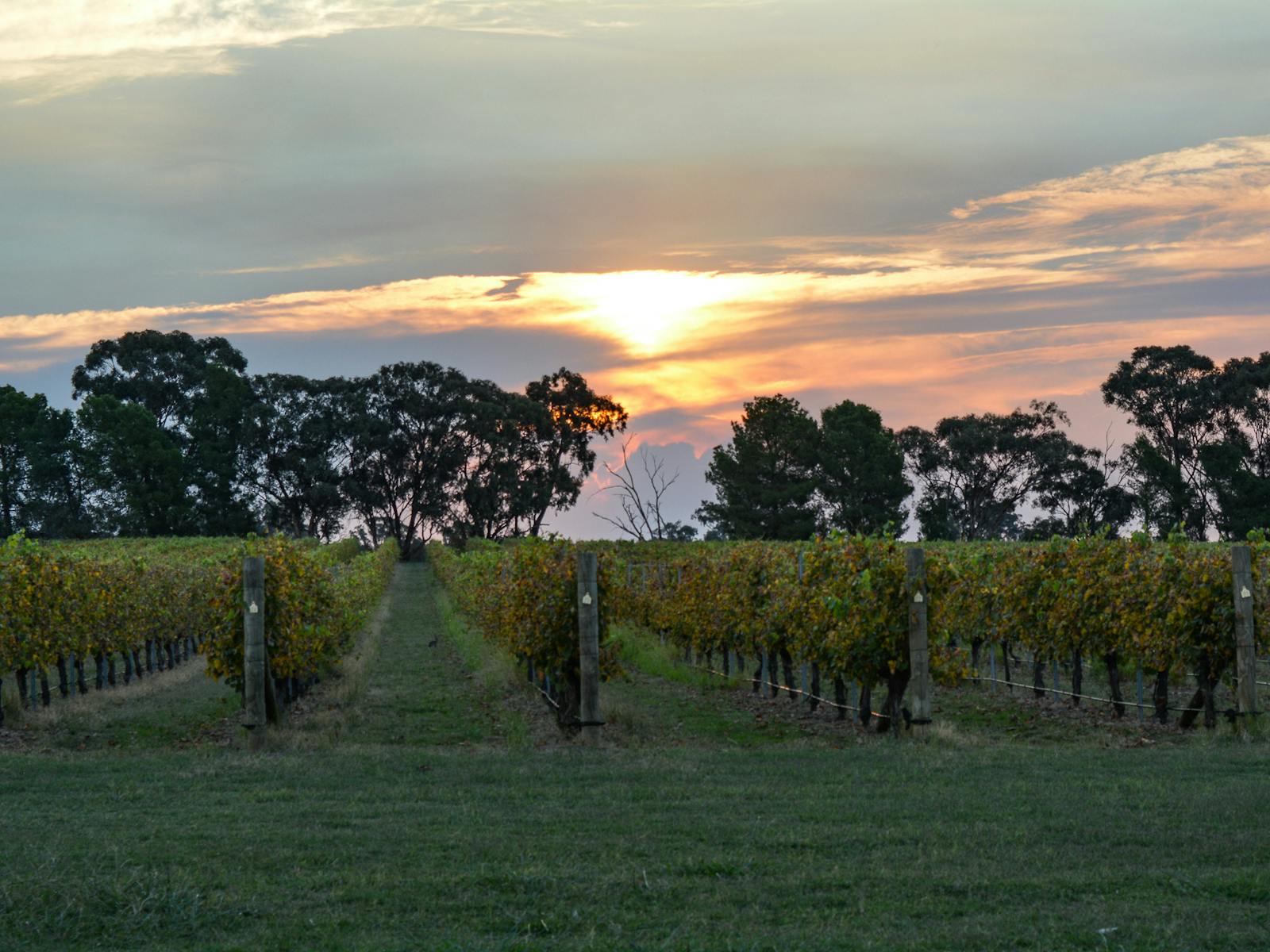 Sunset over Anderson vineyard