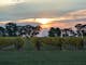 Sunset over Anderson vineyard