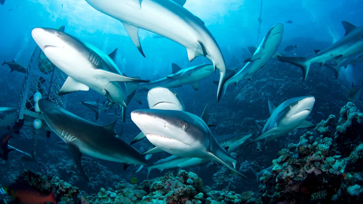 Sharks at Osprey Reef