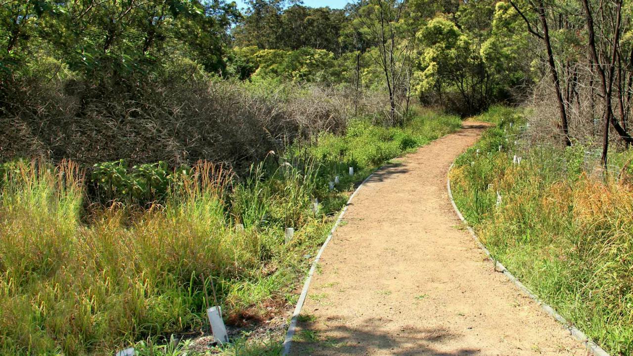Minmi Cemetery Walk