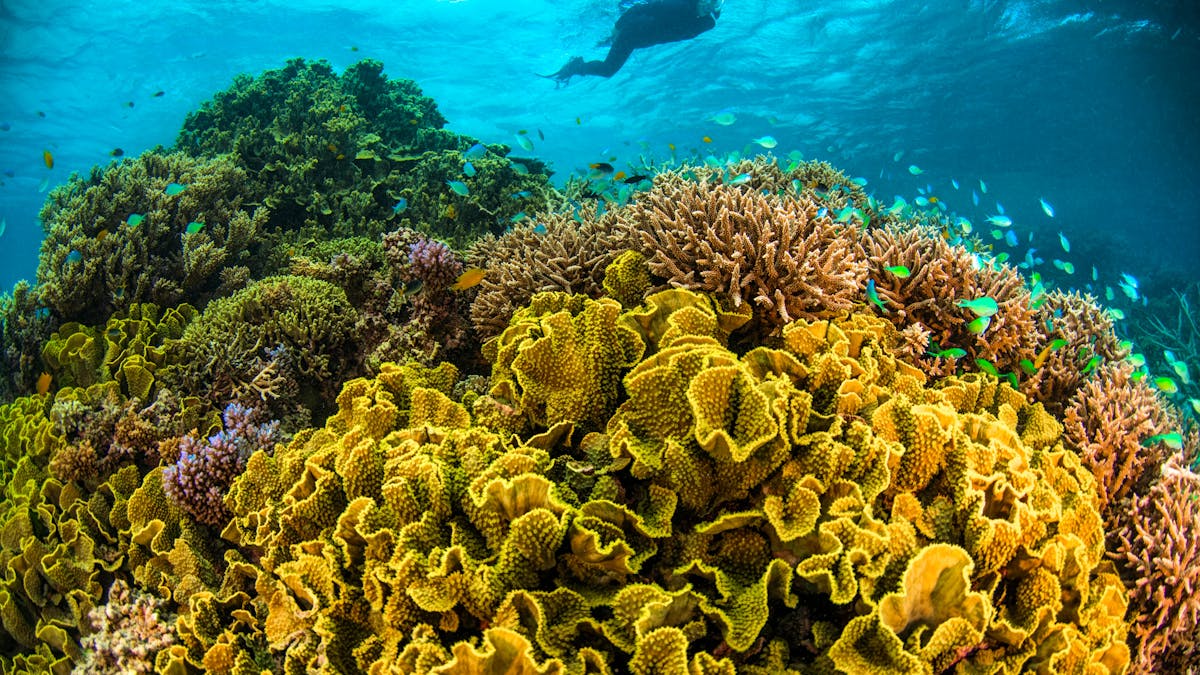 Waves 4 Snorkelling