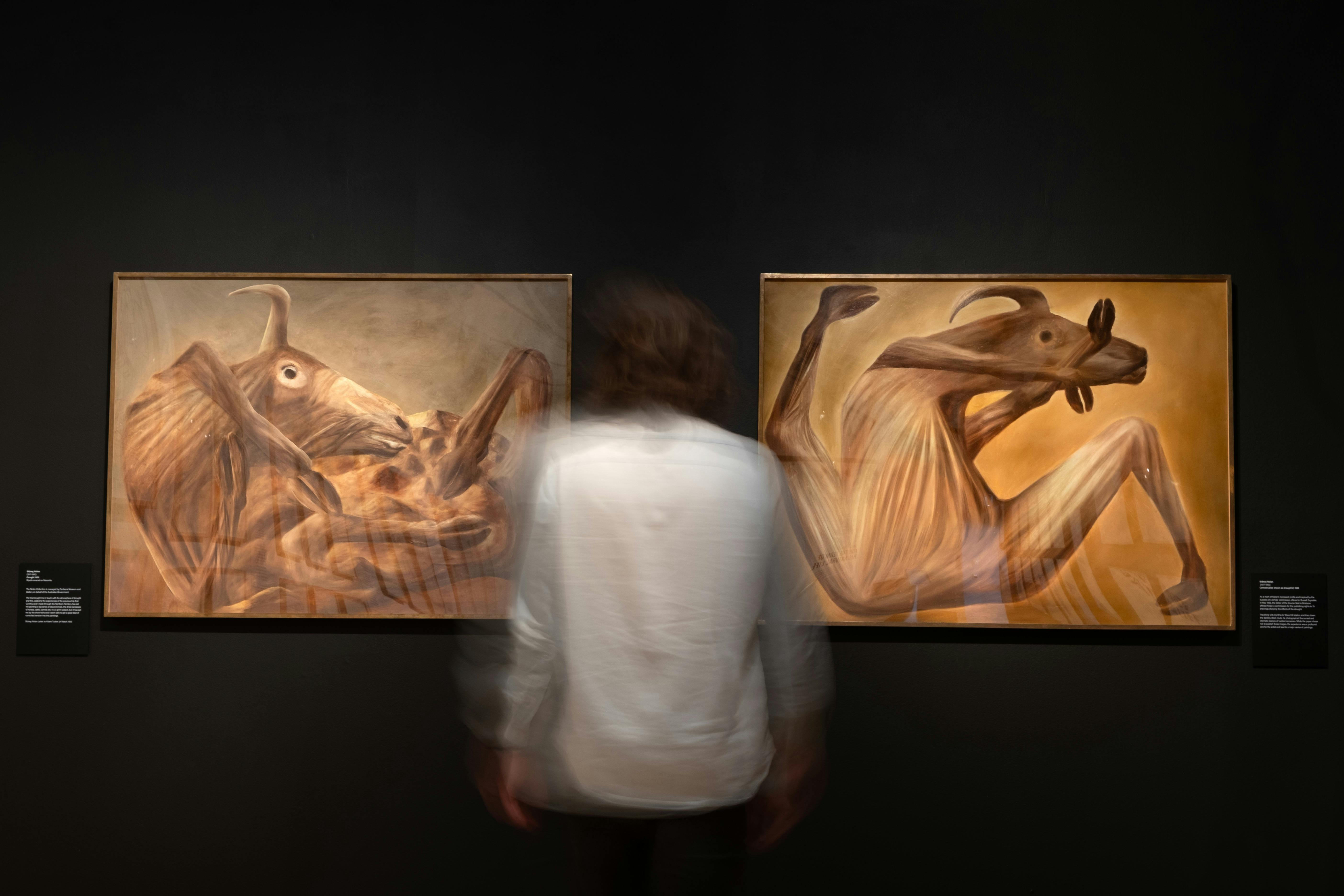 A person observing two paintings of bull carcass' by Sidney Nolan at Canberra Museum + Gallery