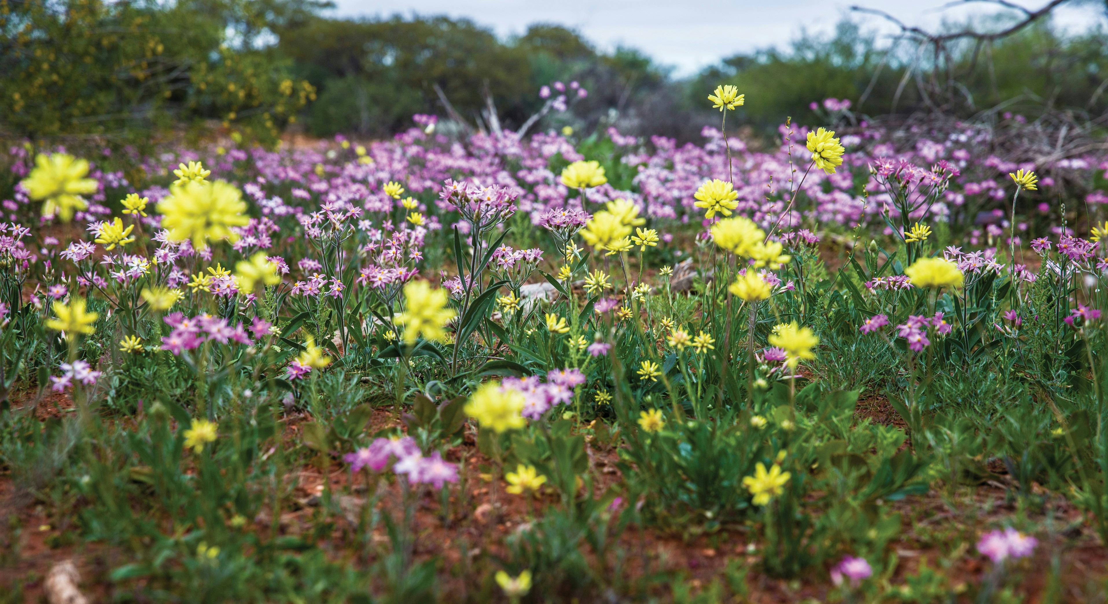 Cape Range Wildflower Trail, Exmouth, Western Australia